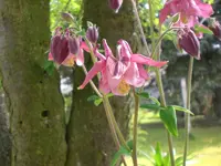 Mai3 033.webp