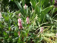 Mai3 034.webp
