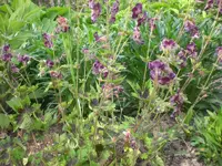 Mai3 036.webp