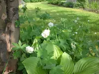 Mai3 037.webp