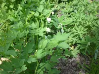 Mai3 038.webp