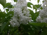 Mai3 041.webp
