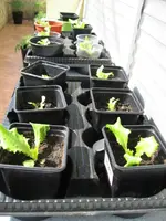 Grazer Krauthäuptel 1.webp