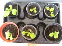 Grazer Krautäuptel 2.webp