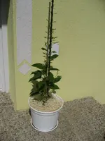 IMG_8187.webp