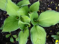 Funkie Hosta Fortunei Gold Sta.webp