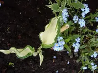 Funkie Dancing in the rain.webp