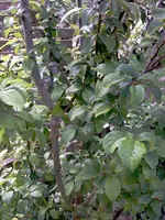 IMAGE_175.webp