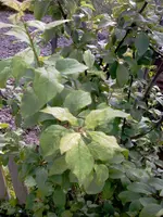 IMAGE_176.webp