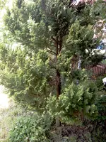 IMAGE_172.webp