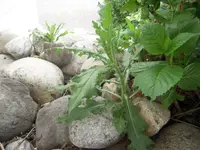 DSCN9115.webp