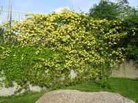 003.webp
