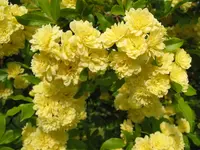 005.webp
