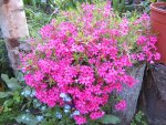 roter flox.JPG