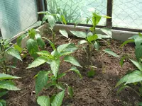 DSCF2918.webp
