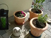Arrangement.webp