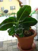 Banane.webp