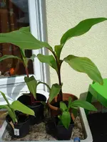 Canna.webp