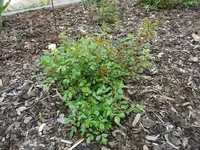 Bodendeckerrose Mai 09.webp