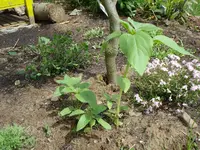 Sonnenblumen.webp