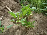 Dhalie 10.5.09.webp