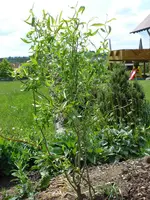 Korkenzieherweide.webp