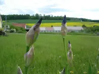 Lilien Mai 09.webp