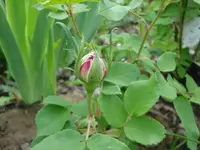 noch eine Rosenknospe Mai 09.webp