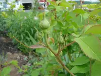 Rosenknospen Mai 09.webp