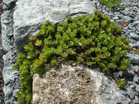 Steingartenpflanze.webp