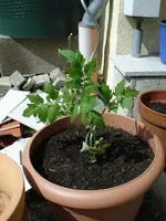 Tomate im Kuebel.webp