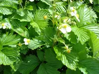 Walderdbeeren Mai 09.webp