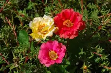 Portulaca_grandiflora.webp