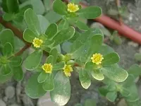 portulak-04.webp