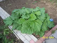 100_1547.webp