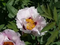 P1050700_600_450.webp