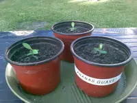 Ananas Guave 1, 10.05.09.webp