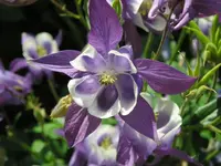 Blaue Akelei.webp