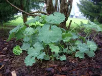 11.5.2009 016.webp
