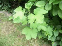 DSCN9120.webp