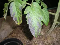 P1010004.webp