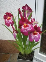 Bild 033.webp