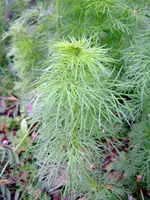 DSCF1819.webp