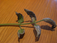 CIMG3946_klein.webp