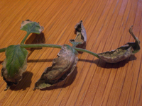 CIMG3947_klein.webp