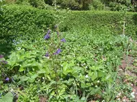blaue akelei.webp