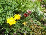 mittagsblumen-01.JPG