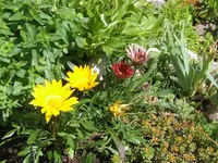 mittagsblumen-01.webp