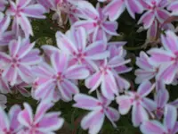 SA500190.webp