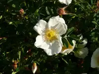 k-P1010265.webp